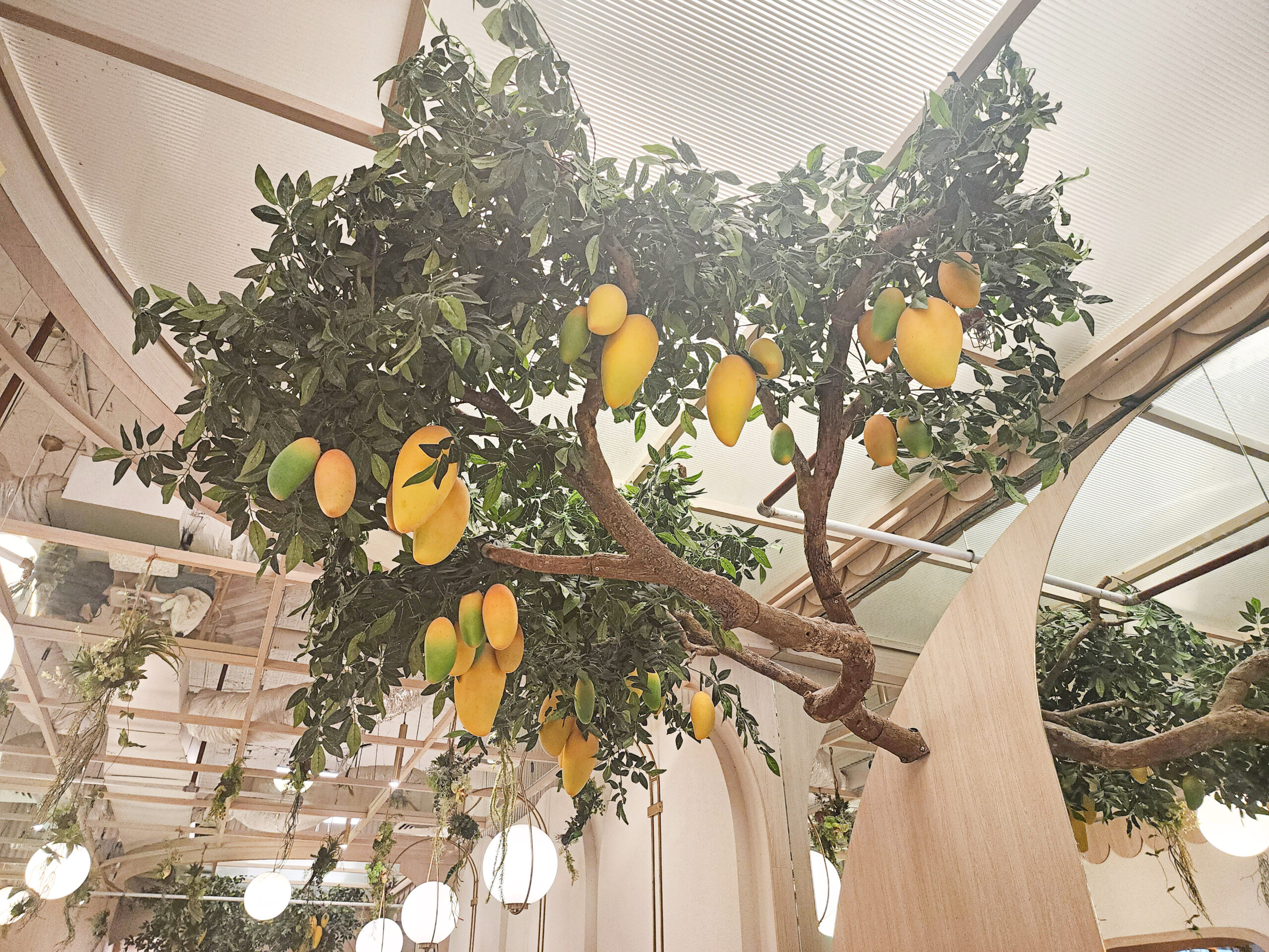 Mango Tree Ceiling Decoration